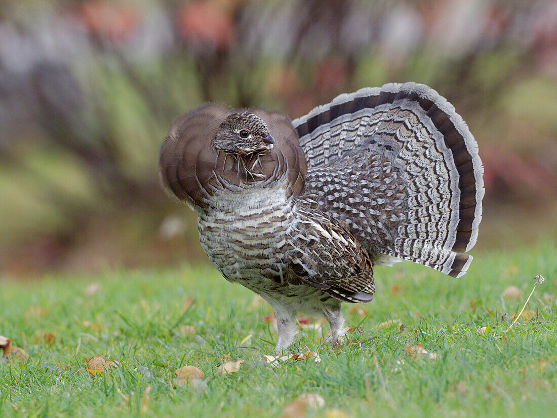 Ruffed Grouse (Bonasa umbellus), gray morph, male displaying in autumn, Cape Breton Highlands National Park, Nova Scotia, Canada