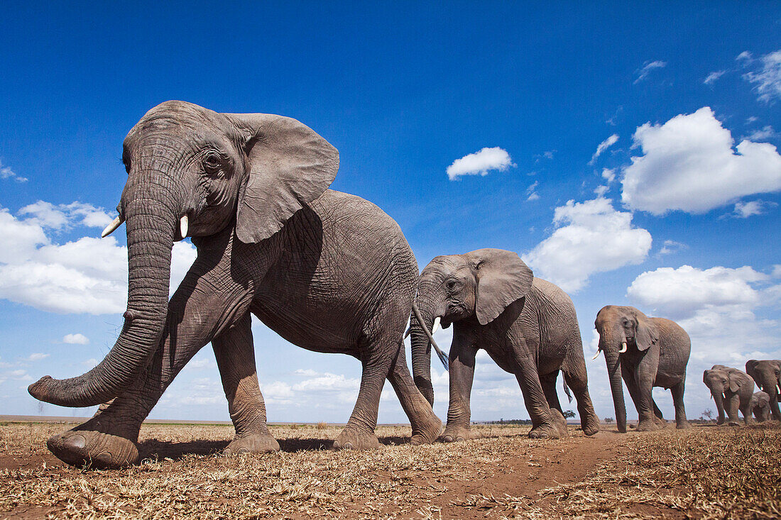 African Elephant (Loxodonta africana) herd in plain, Masai Mara, Kenya