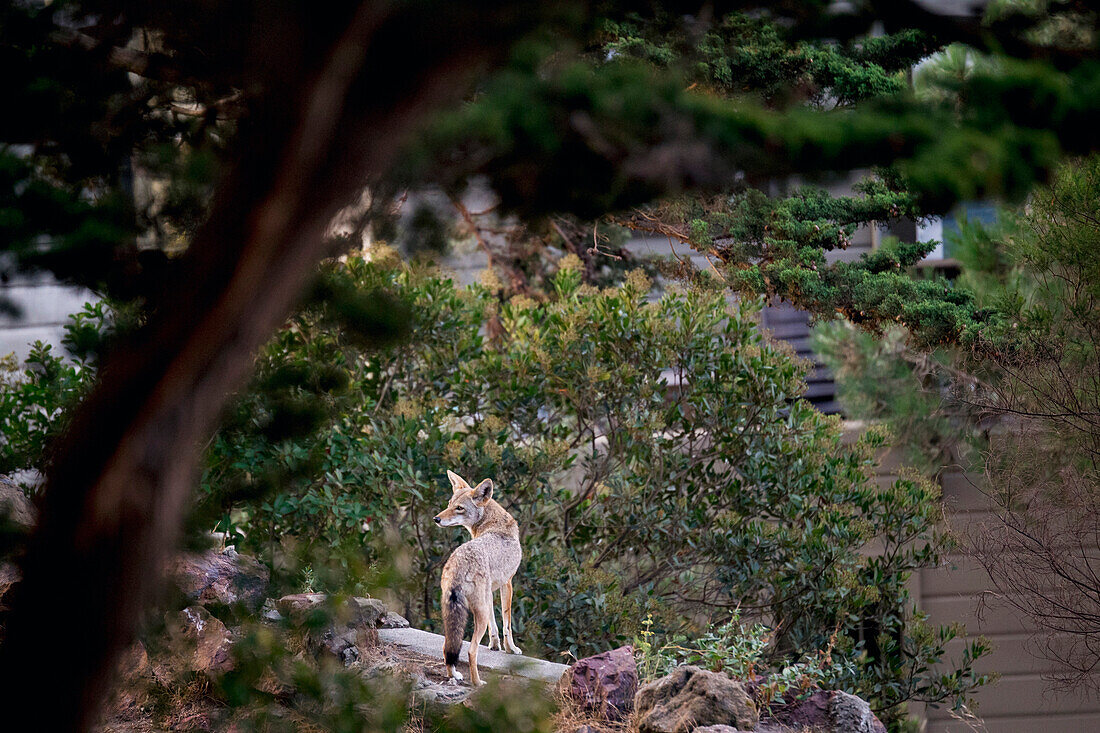 Coyote (Canis latrans) female in city, San Francisco, Bay Area, California