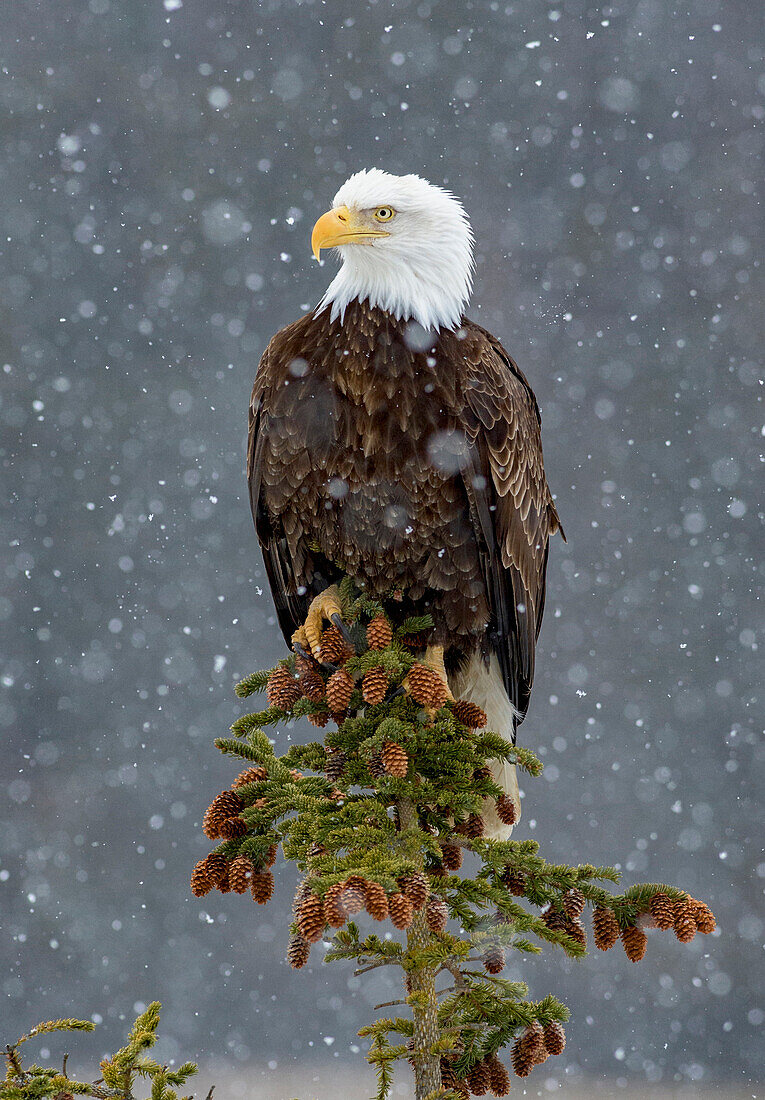 Bald Eagle (Haliaeetus leucocephalus) in snowfall, Alaska