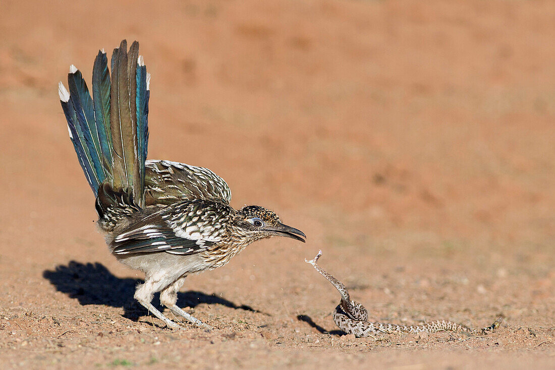 Greater Roadrunner (Geococcyx californianus) predating Western Diamondback Rattlesnake (Crotalus atrox) juvenile, Arizona