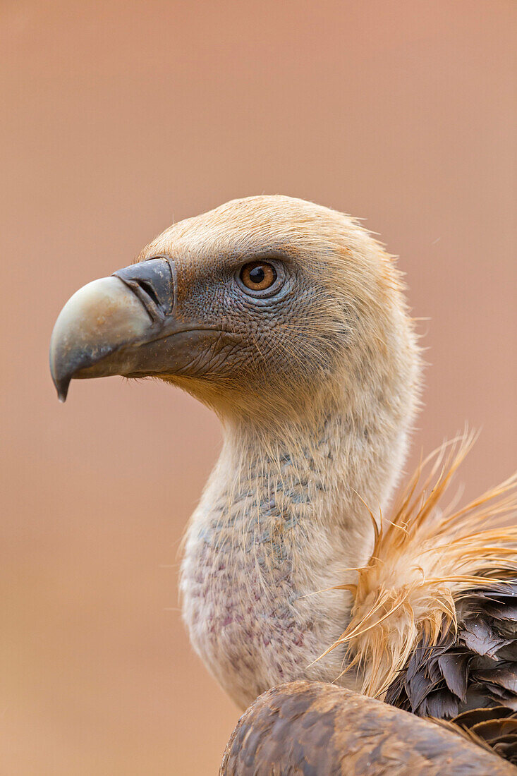 Griffon Vulture (Gyps fulvus), Extremadura, Spain