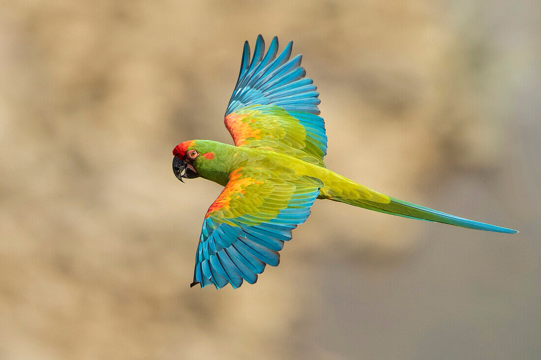 Red-fronted Macaw (Ara rubrogenys) flying, Bolivia