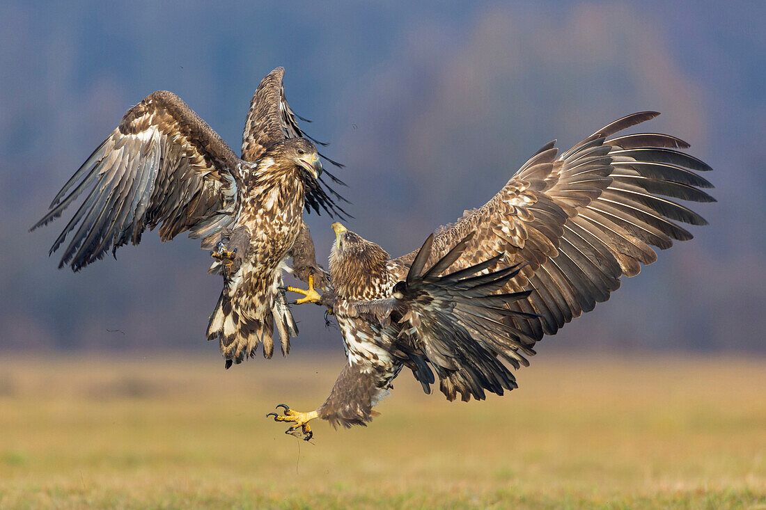 White-tailed Eagle (Haliaeetus albicilla) juveniles fighting, Lodz, Poland