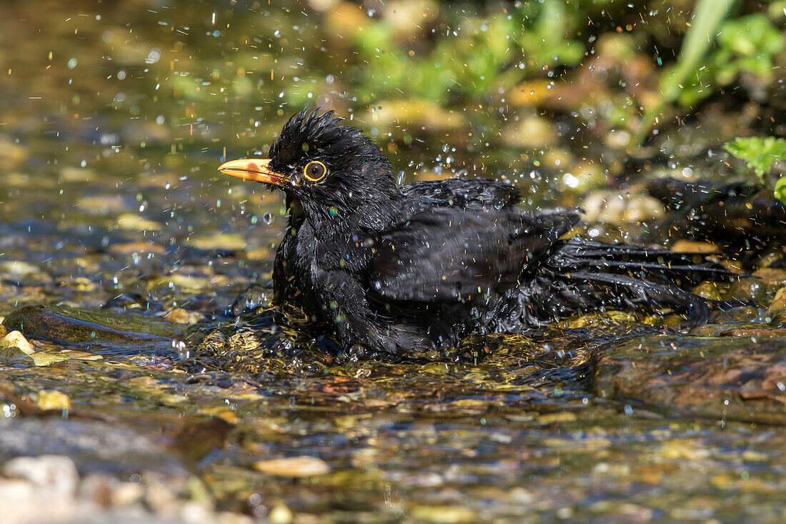 Eurasian Blackbird (Turdus merula) male bathing in stream, Mecklenburg-Vorpommern, Germany