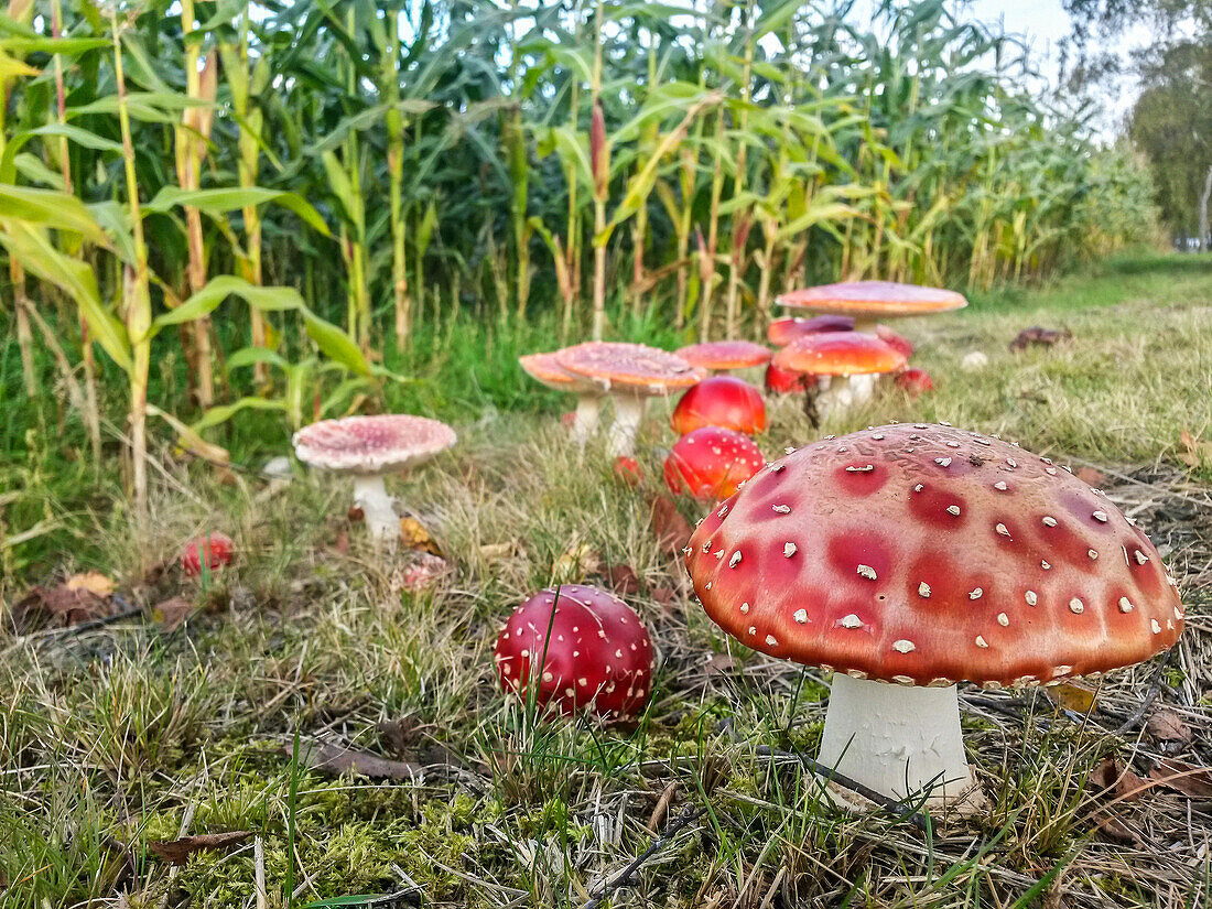 Fly Agaric (Amanita muscaria) mushrooms in autumn, Hesse, Germany