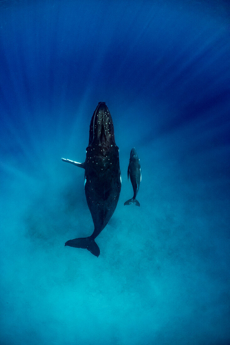 Humpback Whale (Megaptera novaeangliae) mother and calf, Vavau, Tonga