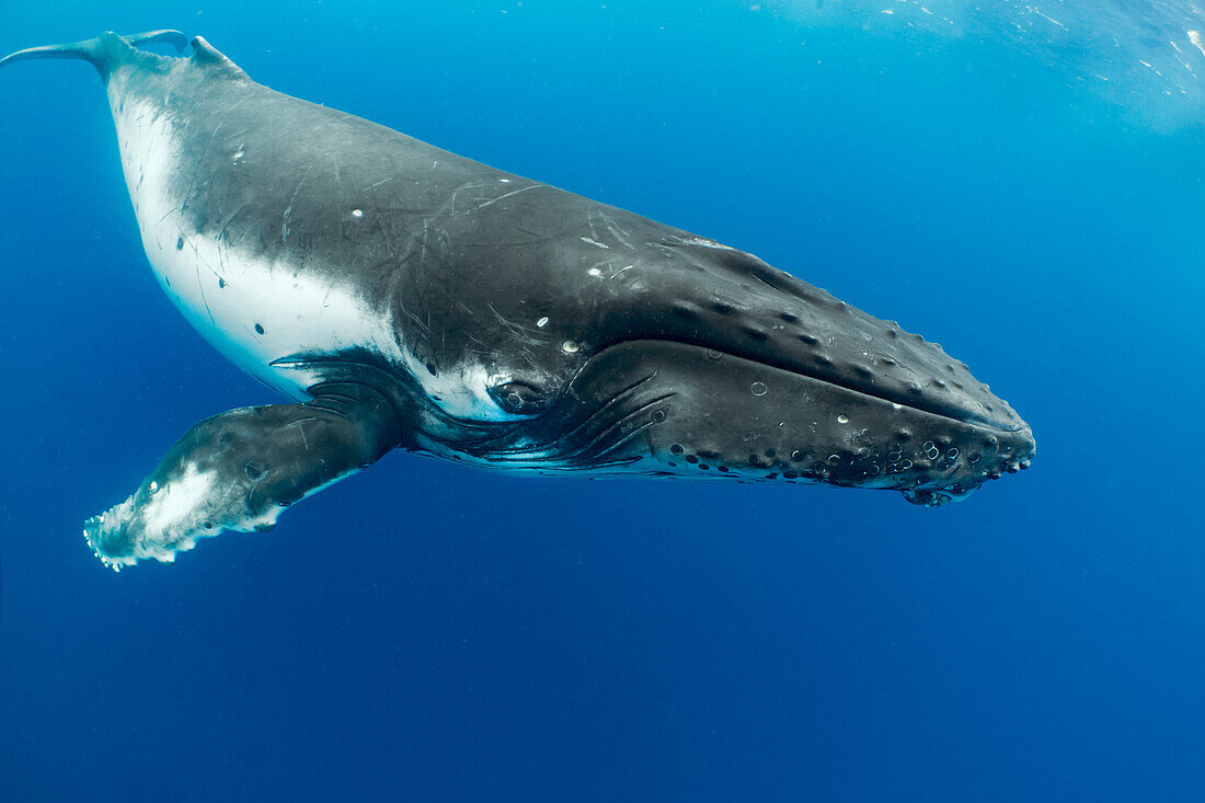 Humpback Whale (Megaptera novaeangliae), Vavau, Tonga