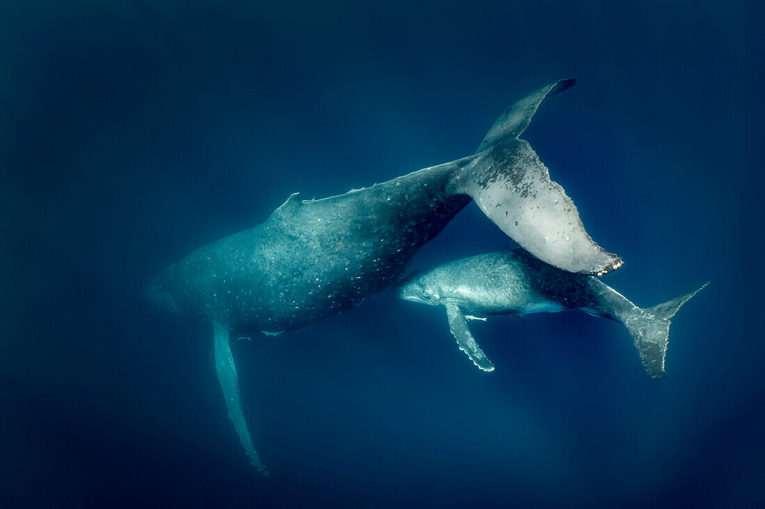 Humpback Whale (Megaptera novaeangliae) mother and calf, Vavau, Tonga