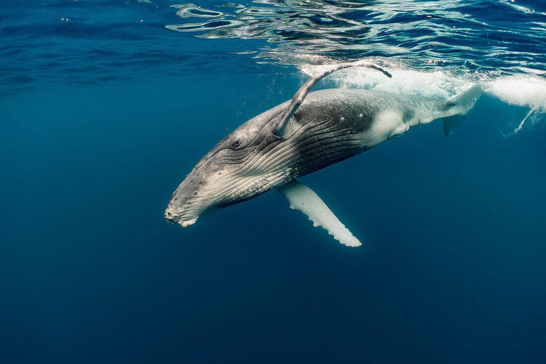 Humpback Whale (Megaptera novaeangliae) calf, Vavau, Tonga