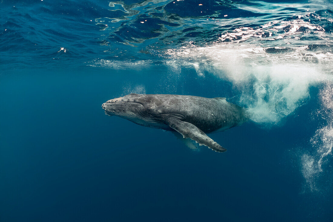 Humpback Whale (Megaptera novaeangliae) calf, Vavau, Tonga