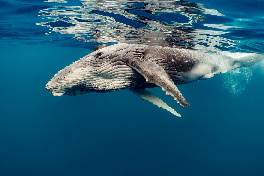 Humpback Whale (Megaptera novaeangliae) calf, Vavau, Tonga