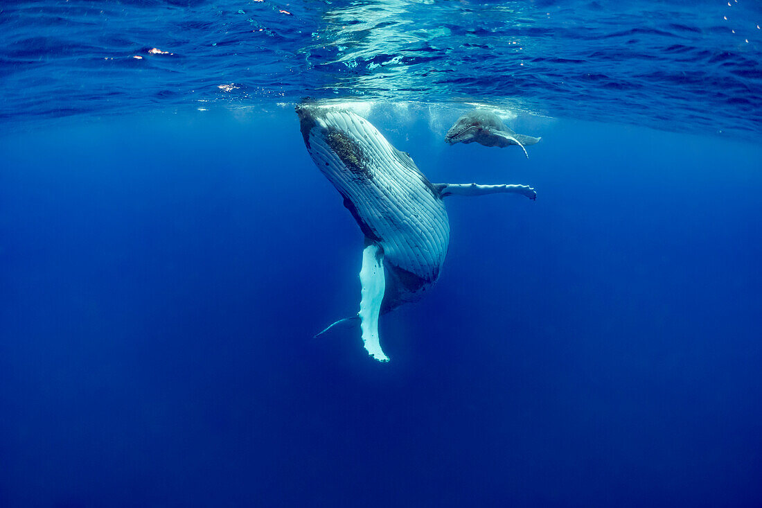 Humpback Whale (Megaptera novaeangliae) mother and calf, Vavau, Tonga