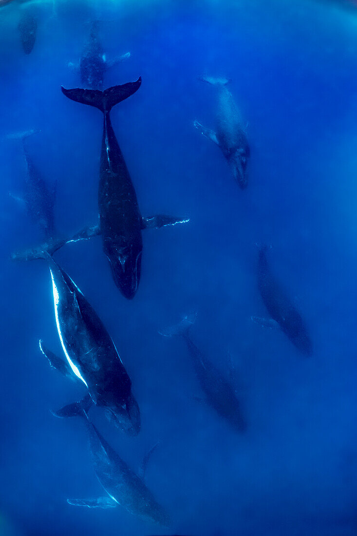 Humpback Whale (Megaptera novaeangliae) pod, Vavau, Tonga