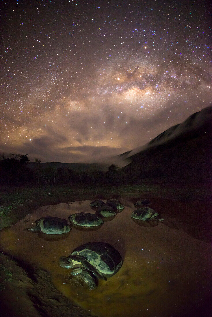 Volcan Alcedo Giant Tortoise (Chelonoidis nigra vandenburghi) group wallowing in seasonal pond at night, Alcedo Volcano, Isabela Island, Galapagos Islands, Ecuador
