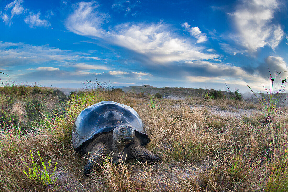 Volcan Alcedo Giant Tortoise … – Bild kaufen – 71221546 lookphotos