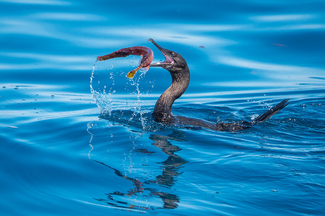 Flightless Cormorant (Phalacrocorax harrisi) swallowing fish prey, Cape Douglas, Fernandina Island, Galapagos Islands, Ecuador