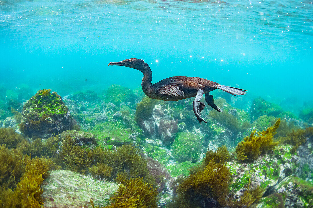 Flightless Cormorant (Phalacrocorax harrisi) foraging, Cape Douglas, Fernandina Island, Galapagos Islands, Ecuador