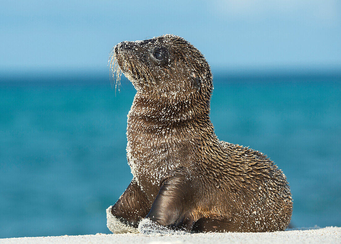 Galapagos Sea Lion (Zalophus wollebaeki) pup, Mosquera Island, Galapagos Islands, Ecuador