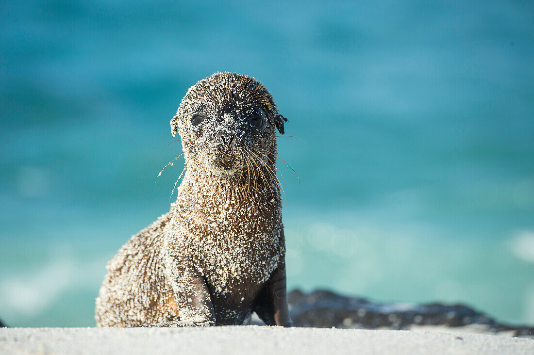 Galapagos Sea Lion (Zalophus wollebaeki) pup, Mosquera Island, Galapagos Islands, Ecuador