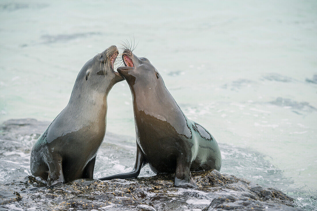 Galapagos Sea Lion (Zalophus wollebaeki) pups play-fighting, Sombrero Chino Island, Santiago Island, Galapagos Islands, Ecuador