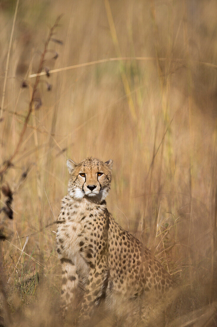 Cheetah (Acinonyx jubatus) twenty-one month old sub-adult male, Kafue National Park, Zambia