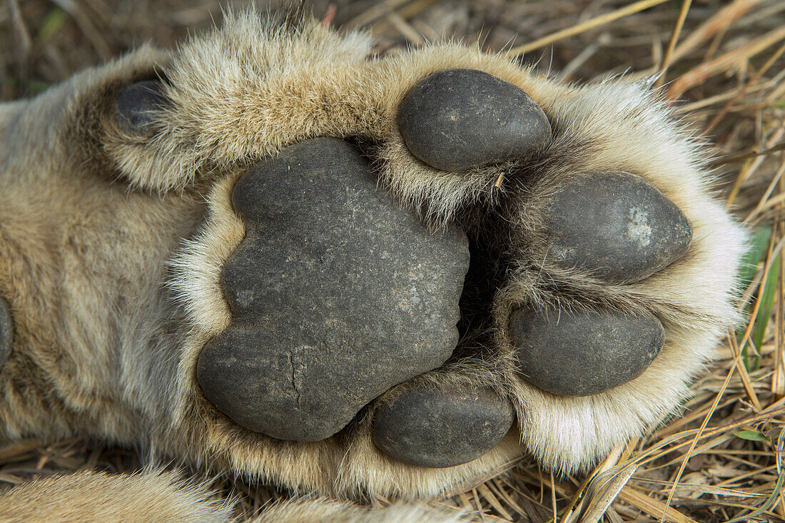 African Lion (Panthera leo) six year old female front paw, Kafue National Park, Zambia