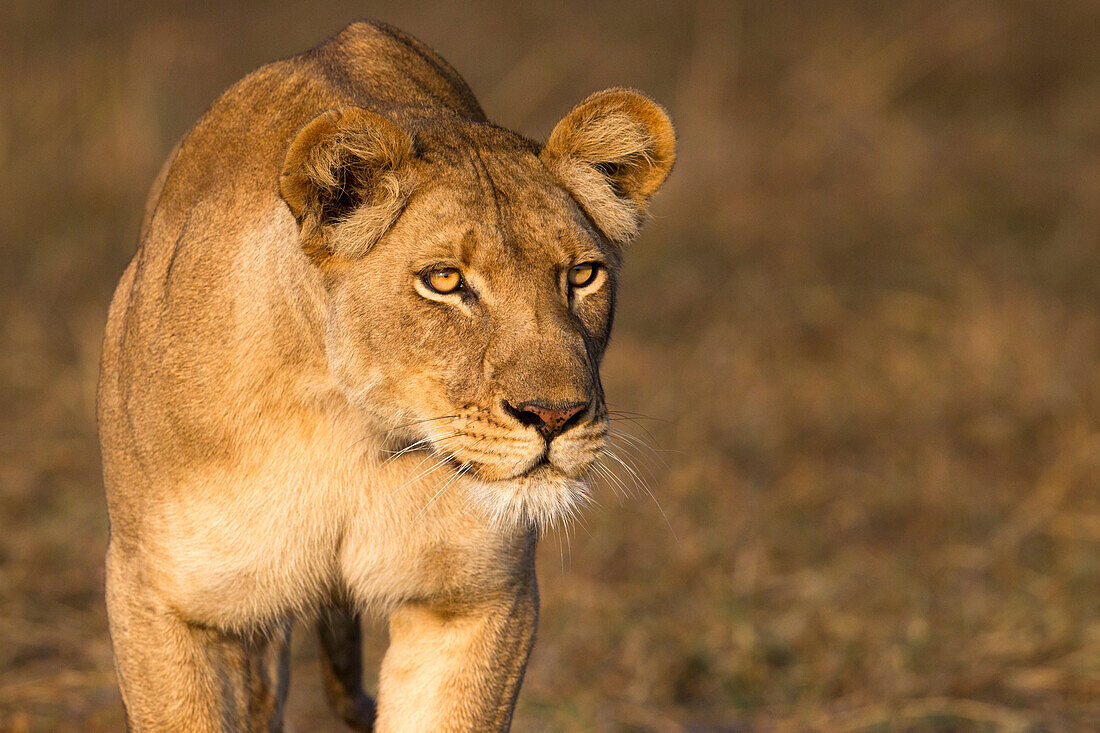 African Lion (Panthera leo) three year old female stalking, Busanga Plains, Kafue National Park, Zambia