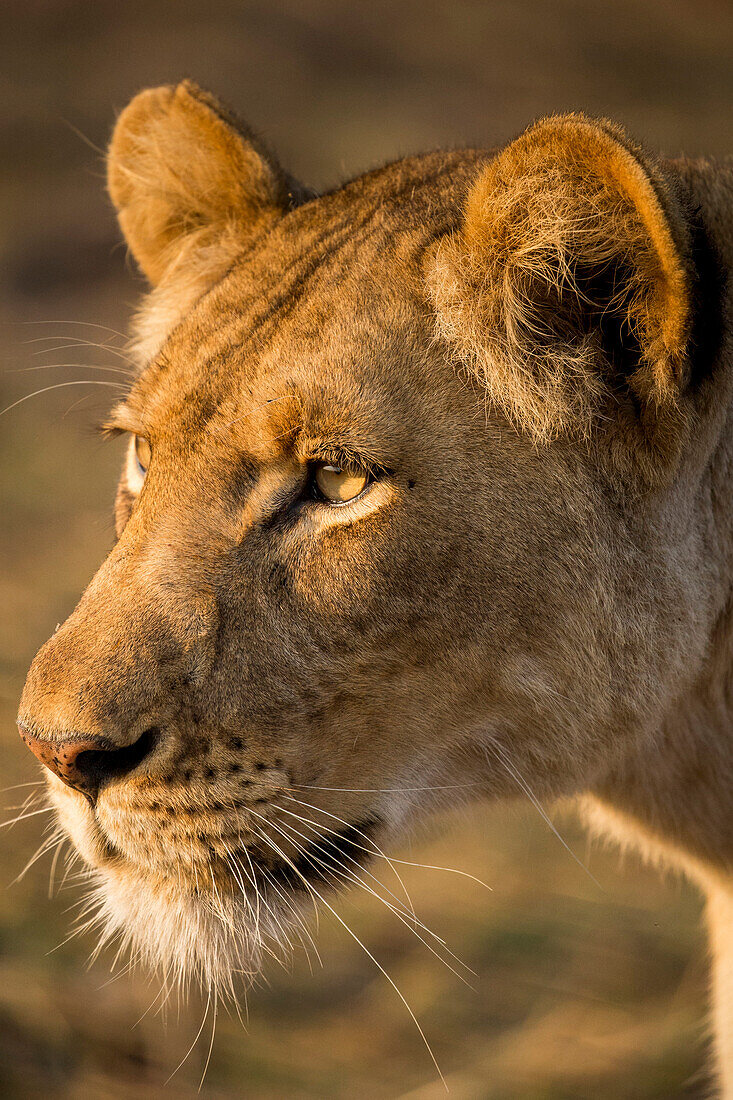 African Lion (Panthera leo) three year old female, Busanga Plains, Kafue National Park, Zambia
