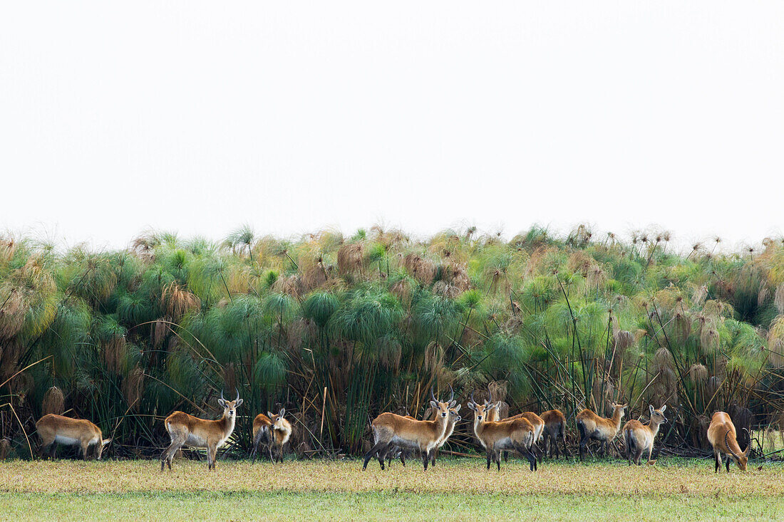 Lechwe (Kobus leche) herd in papyrus floodplain, Busanga Plains, Kafue National Park, Zambia