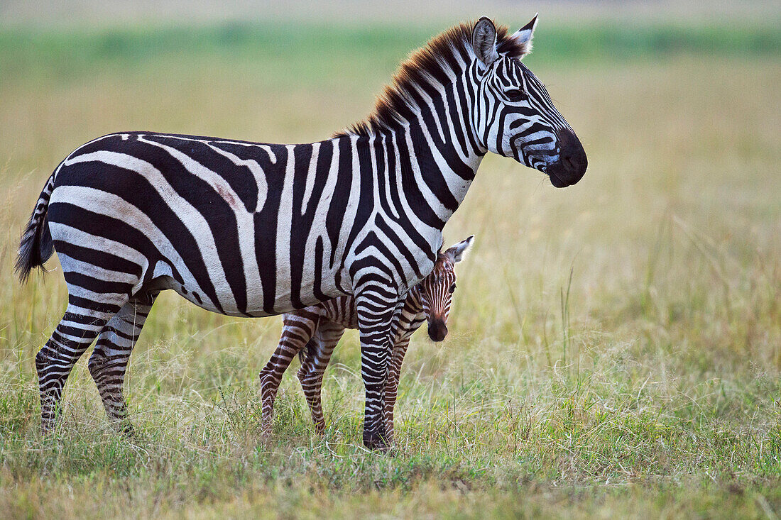 Burchell's Zebra (Equus burchellii) mother and foal, Masai Mara, Kenya