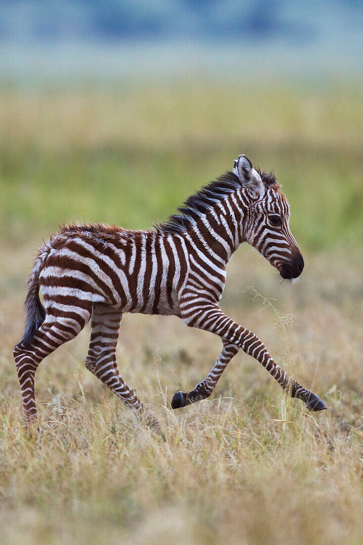 Burchell's Zebra (Equus burchellii) foal running, Masai Mara, Kenya