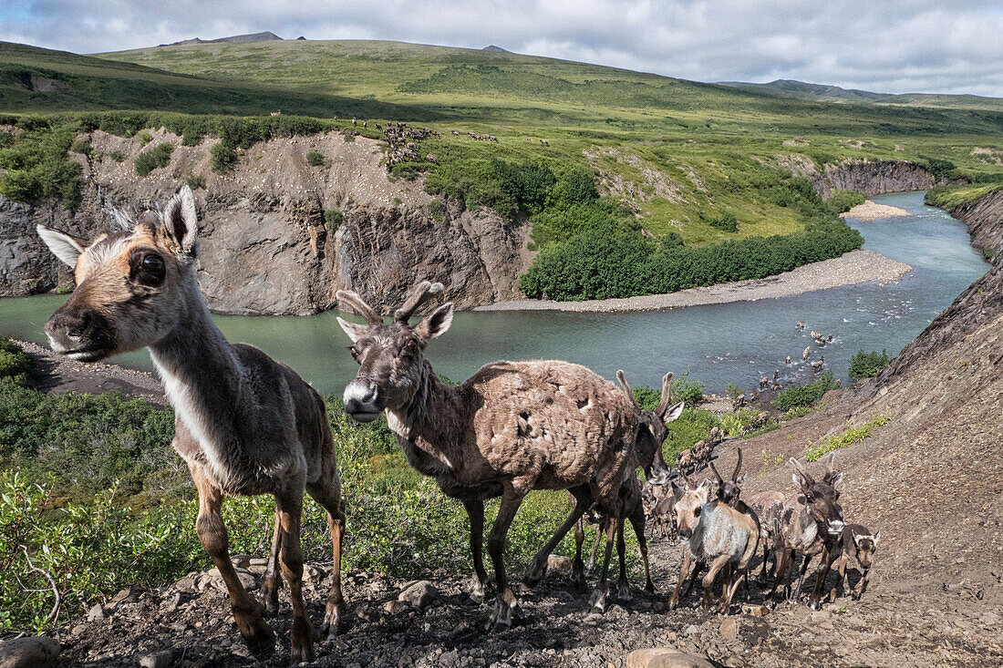 Caribou (Rangifer tarandus) porcupine herd crossing river valley, Yukon, Canada