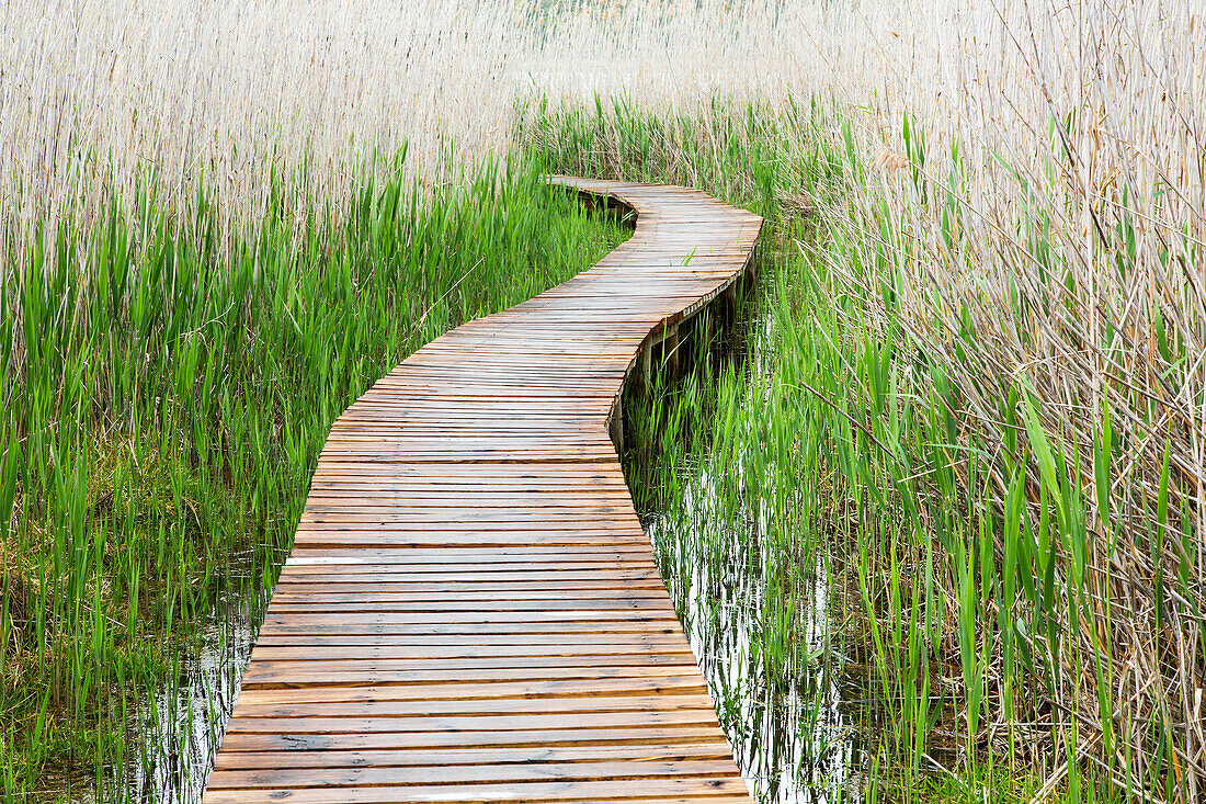 Boardwalk through marsh, Garden Route National Park, Western Cape, South Africa