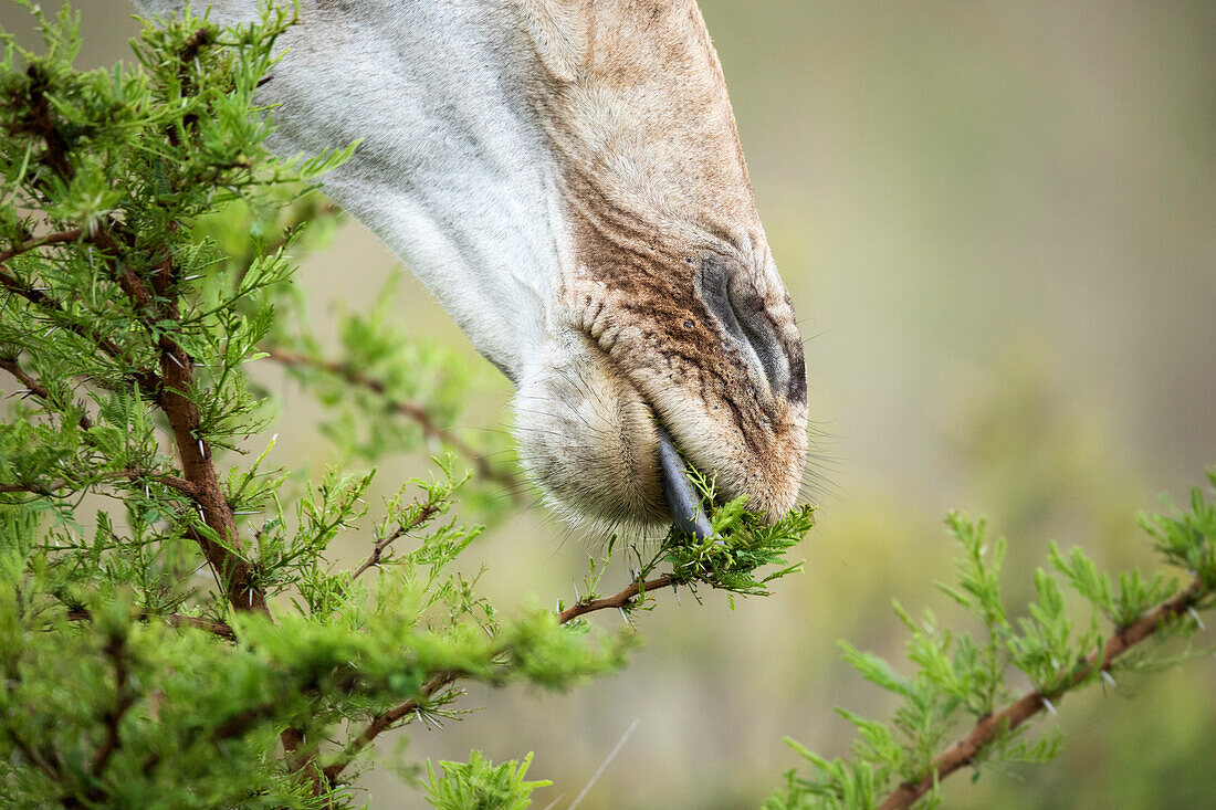 Northern Giraffe (Giraffa camelopardalis) browsing, Itala Game Reserve, KwaZulu-Natal, South Africa