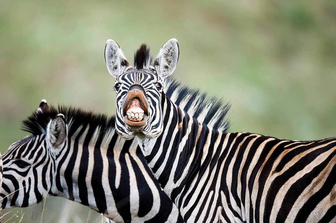 Burchell's Zebra (Equus burchellii) flehming, Itala Game Reserve, KwaZulu-Natal, South Africa