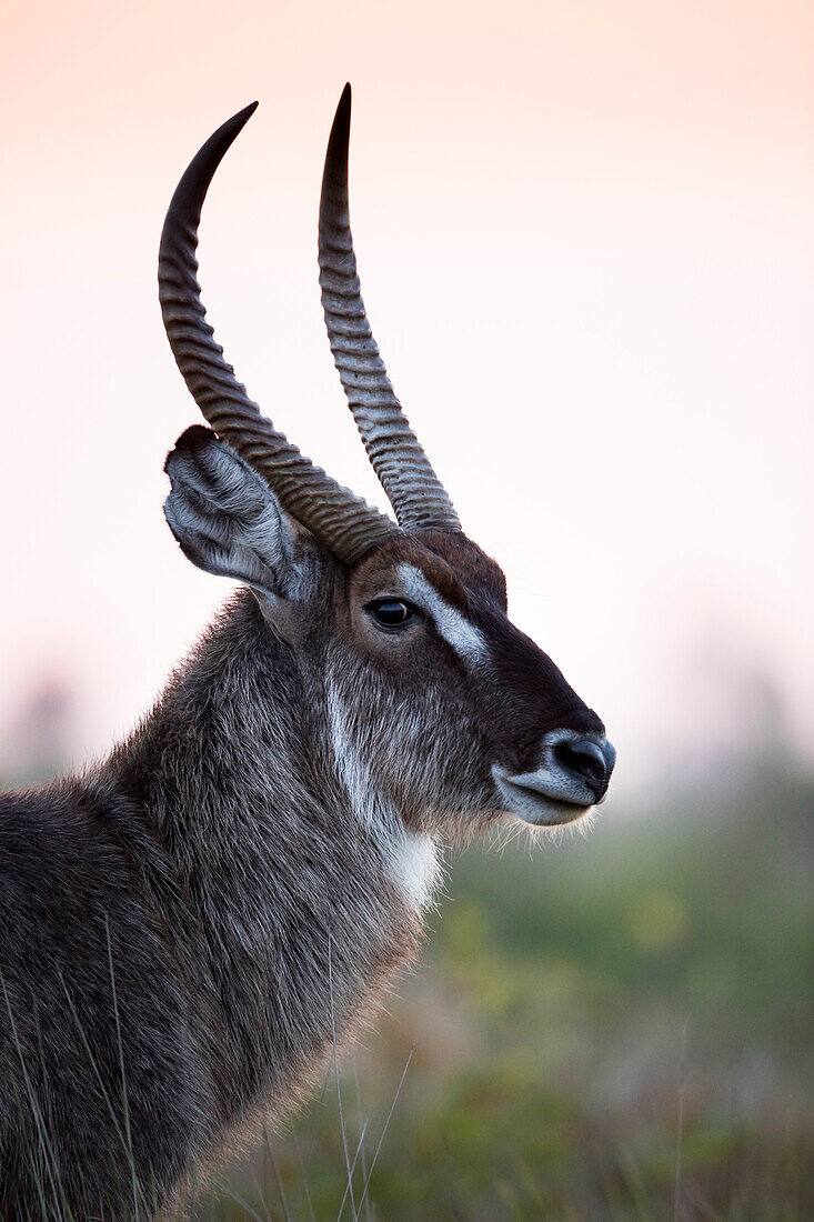 Waterbuck (Kobus ellipsiprymnus), iSimangaliso Wetland Park, KwaZulu-Natal, South Africa