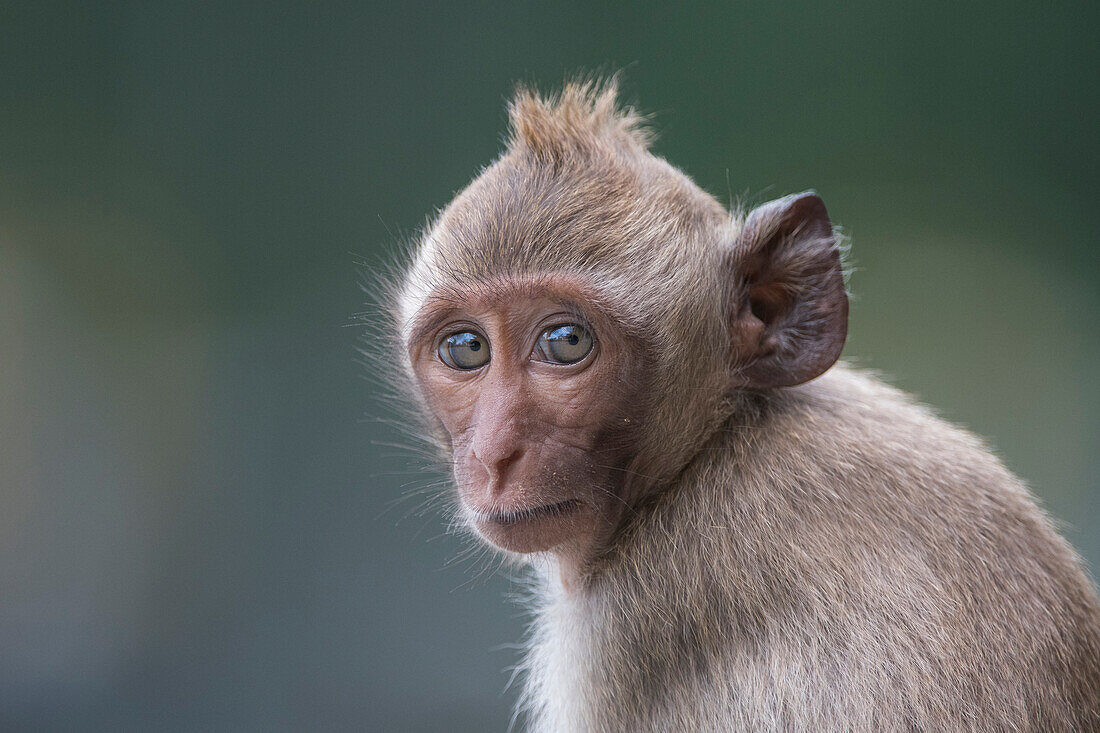 Long-tailed Macaque (Macaca fascicularis) young, Malay Peninsula, Thailand