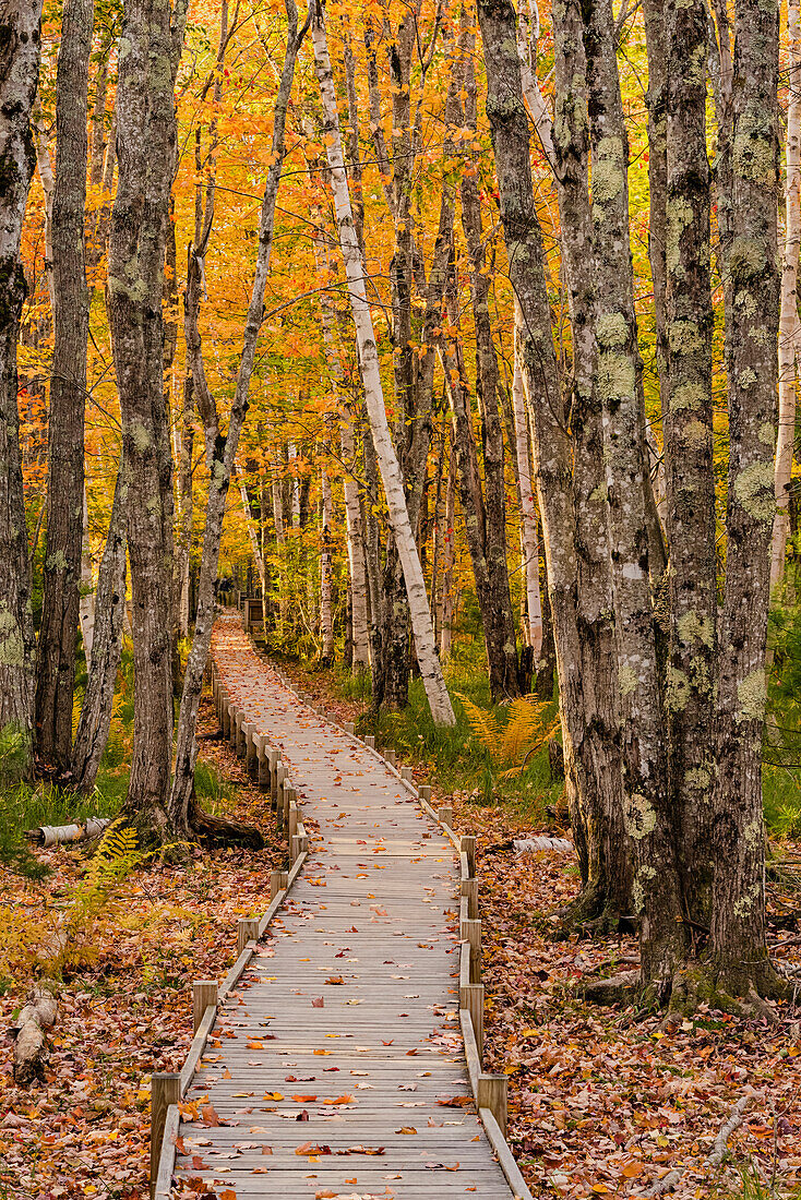 Boardwalk in deciduous forest in autumn, Acadia National Park, Maine