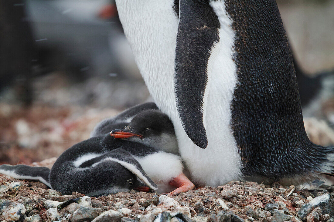 Gentoo Penguin (Pygoscelis papua) parent protecting chicks at nest during snowstorm, Antarctic Peninsula, Antarctica