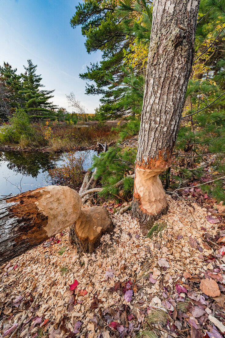 American Beaver (Castor canadensis) chewed trees, Acadia National Park, Maine