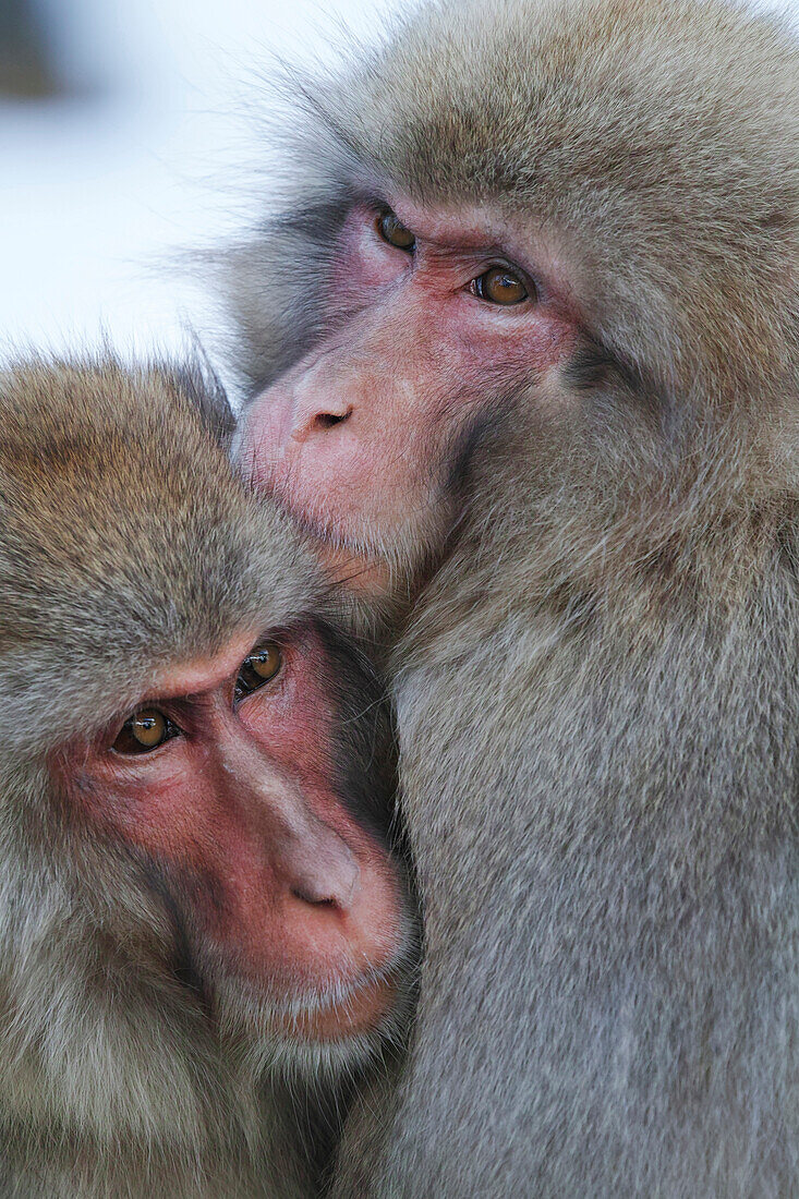 Japanese Macaque (Macaca fuscata) pair huddling, Jigokudani, Nagano, Japan