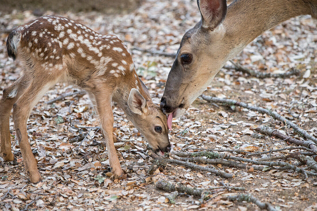 Mule Deer (Odocoileus hemionus) mother licking three day old fawn, Loomis, California