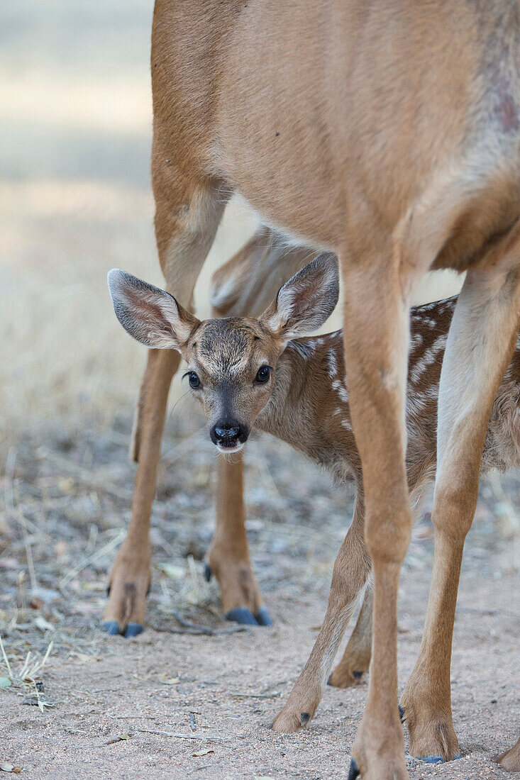 Mule Deer (Odocoileus hemionus) ten day old fawn and mother, Loomis, California