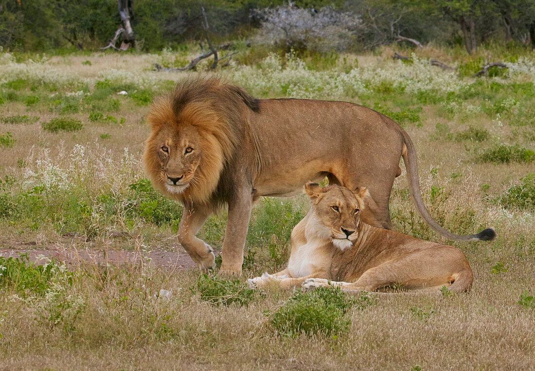 African Lion (Panthera leo) male and female, Etosha National Park, Namibia