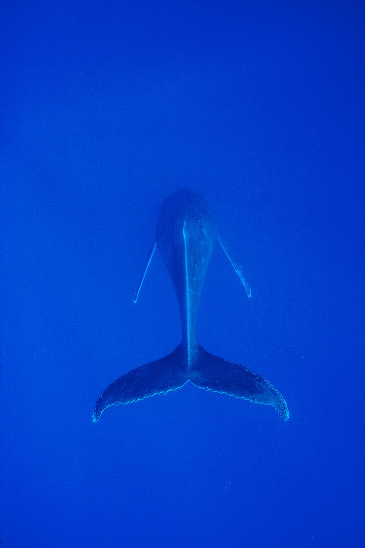 Humpback Whale (Megaptera novaeangliae) singer, Maui, Hawaii