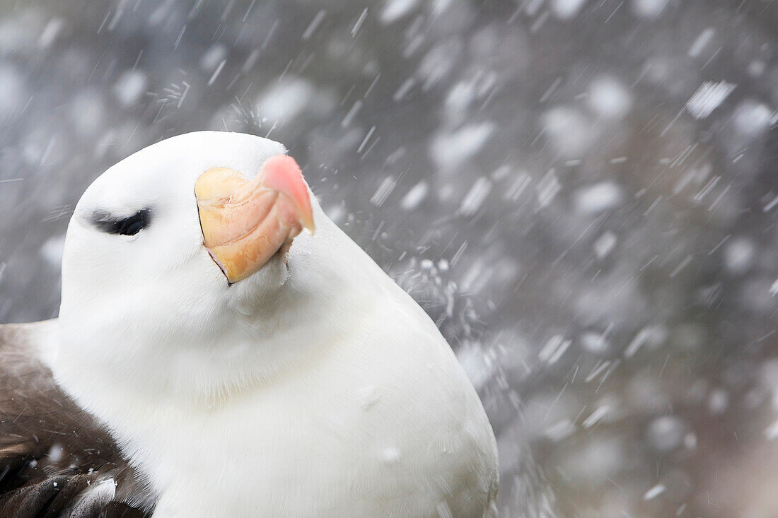 Black-browed Albatross (Thalassarche melanophrys) in snowfall, Saunders Island, Falkland Islands