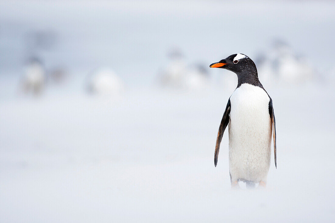 Gentoo Penguin (Pygoscelis papua), Sealion Island, Falkland Islands