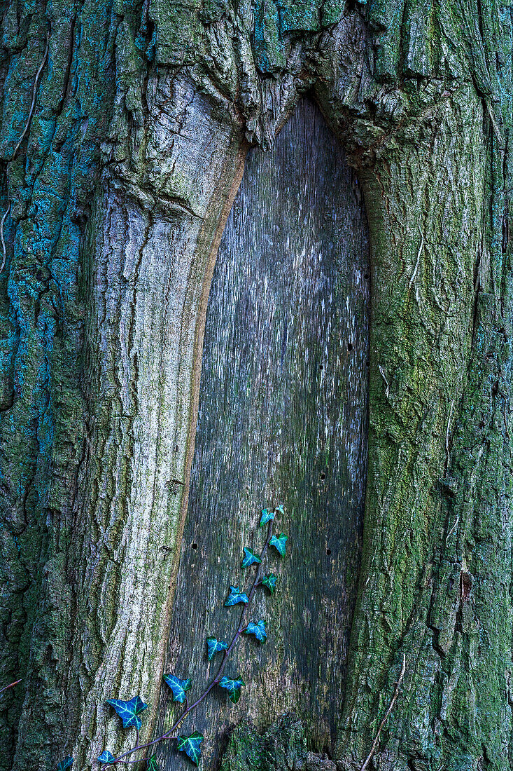 English Ivy (Hedera helix) on tree trunk, Netherlands