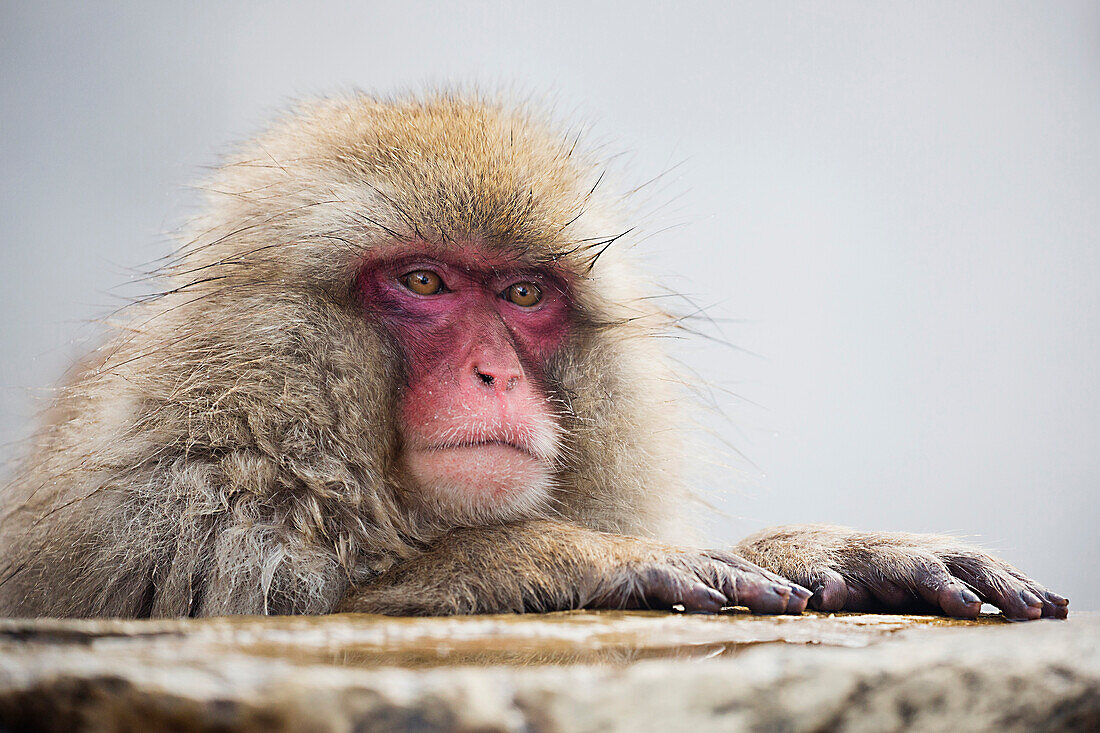 Japanese Macaque (Macaca fuscata), Jigokudani, Nagano, Japan